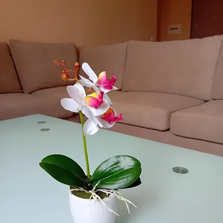 شقة White Orchid *